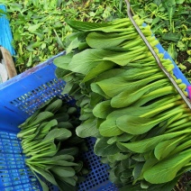 广东油青甜菜心四季甜菜心粗条青菜蔬菜