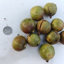 油茶籽
