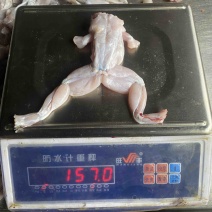 冰鲜牛蛙真空包装牛蛙烧烤香锅牛蛙牛蛙冻品