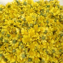 野菊花
