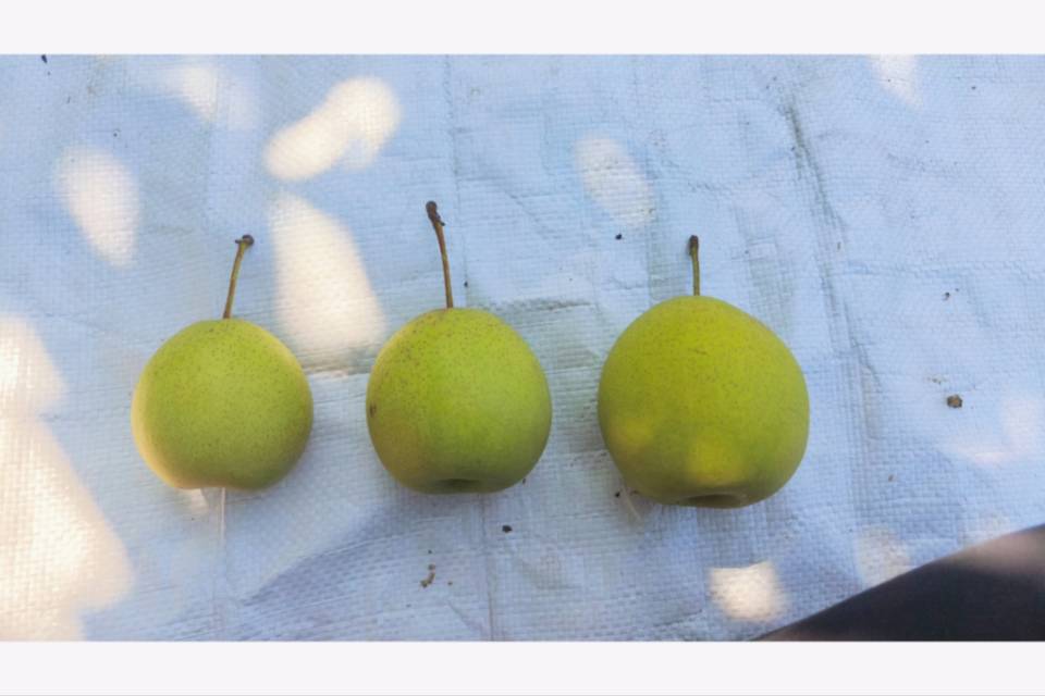 一颗新鲜的白梨被横向切开,露出洁白细腻的果肉和中间的籽核区域;果皮呈淡黄绿色,表面光滑带有自然蜡质光泽;背景为田园果园环境,阳光柔和,突出白梨作为天然农产品的新鲜品质与健康属性 白梨果实横切面特写