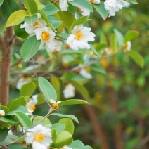 湖北农家***山茶籽油