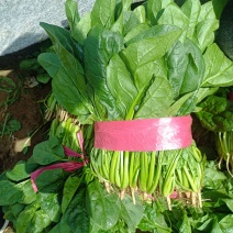 菠菜