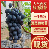 辽宁夏黑葡萄苗产地直发无核葡萄苗品种