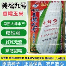 美糯九号玉米种子早熟大棒香糯玉米种子糯性强好吃无渣糯玉米