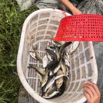 鱼苗
