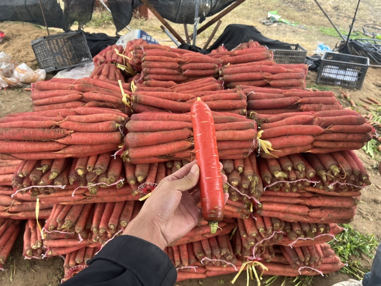 红玉水果萝卜加工与包装场景