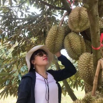 金枕榴莲，一手货源产地批发坏果包赔包售后包邮