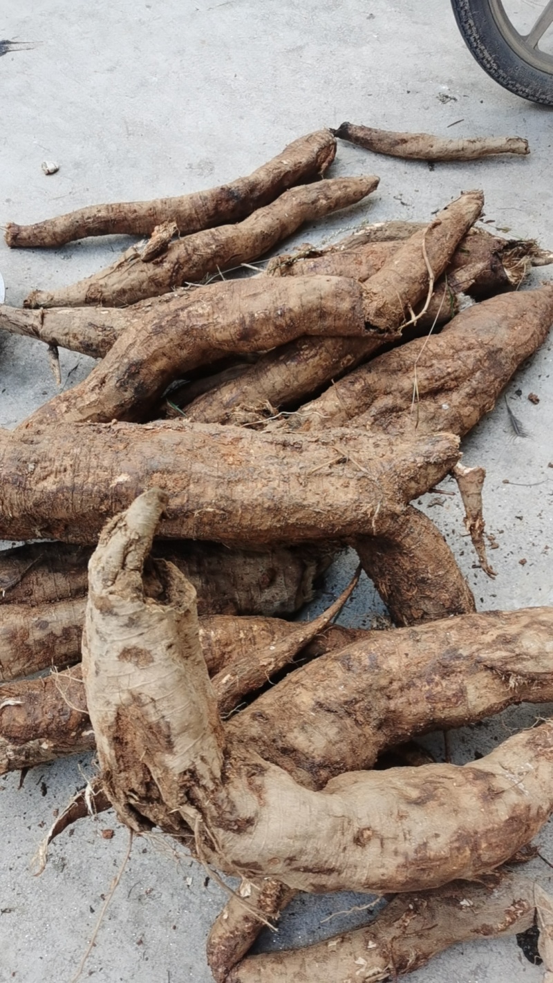 葛根粉纯野生的葛根粉