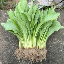 广东高州甜麦菜，苦麦菜大量上市靓苗，基地直发