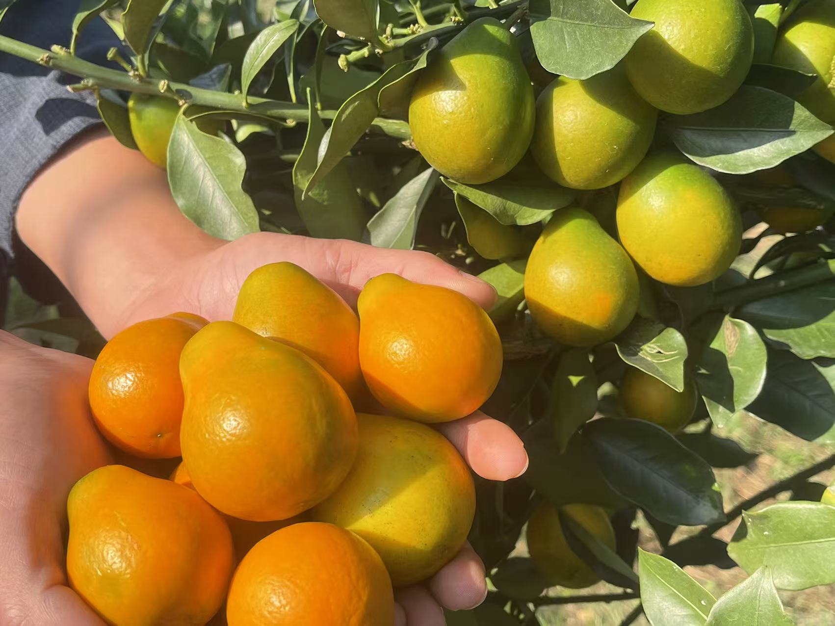 果农在清晨阳光下采摘脆皮金桔,树上挂满金黄色果实,篮中已装满新鲜采摘的金桔,背景为丘陵果园环境,体现生态种植场景 金桔采摘场景