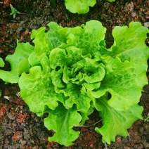 蔬菜严选！！！南通本地生菜，质量指数四颗星