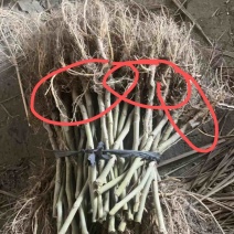 千亩桑园实生桑，蛋白桑，农桑14，强桑1号占地绿化桑
