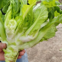 儿菜