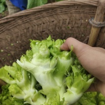 儿菜，抱儿菜基地直发量大从优品质保证