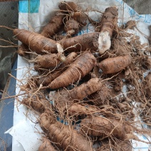 玄参鲜货，玄参种芽