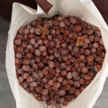 银杏果