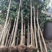 大叶女贞3公分到5公分5000棵，3元/棵，量大价格可谈，