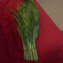 湖北精品白菜太红菜苔，当然有货两百多亩基地