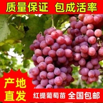 红提葡萄苗，万亩葡萄苗圃基地，品种齐全，代发全国