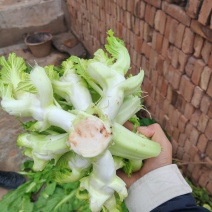 重庆大心儿菜基地供应长久有效用心服务