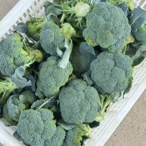 【推荐】湖北西兰花一手货源供应市场商超电商量大价优