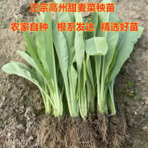正宗高州甜麦菜种秧苗，苦麦菜苗，高度25-30公分