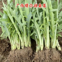 正宗博白甜麦菜种苗苦麦菜苗白梗高度25-30公分
