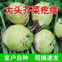 安徽芥菜头/芥菜头/自家种植/数量50亩/欢迎来电采购