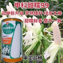 审定品种申科甜糯99玉米种子矮杆白色甜糯玉米种子大棒早熟