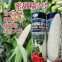 密甜糯2号玉米种子白色甜糯玉米种籽绿皮大棒鲜食糯玉米种子