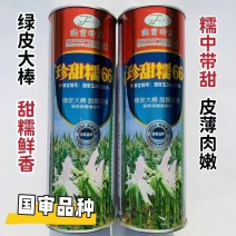 珍甜糯66白甜糯玉米种籽甜加糯玉米高产量大棒型大香甜糯玉