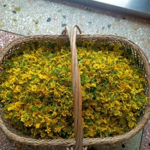 天然野菊花