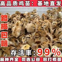 土鸡苗买千送百品种不对全额退款包防疫包运输货到满意