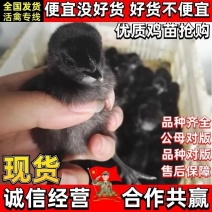 五黑鸡苗买千送百品种不对全额退款包防疫包运输货到满