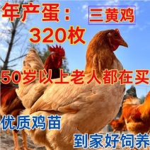 三黄鸡苗买千送百品种不对全额退款包防疫包运输货到满
