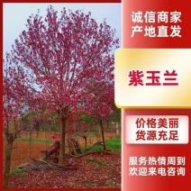 【紫玉兰】南阳玉兰之乡品质齐全产地现挖现发视频看货