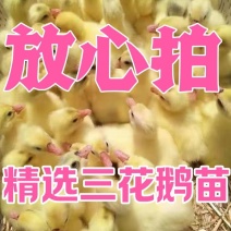 三花鹅苗买千送百品种不对全额退款包防疫包运输货到满