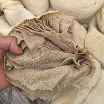 牛百叶大量供应厂家直发质量保证资质齐全量大从优
