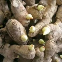 山东高产脱毒姜种，大黄姜，小黄姜，常年供应。