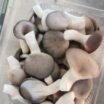 精品食用菌秀珍菇/量大从优/可视频看货/欢迎下单