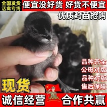 五黑鸡苗买1000送100品种不对全额退款包防疫包运