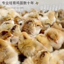三黄鸡苗买1000送100品种不对全额退款包防疫包运