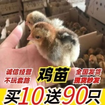 芦花鸡苗买1000送100品种不对全额退款包防疫包运