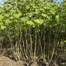 木芙蓉3一4叉，4一5叉，7一8叉，基地有量欢迎订购。