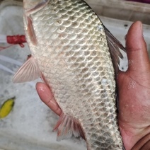 微山湖鲫鱼