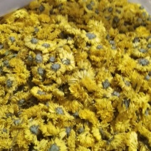 婺源皇菊