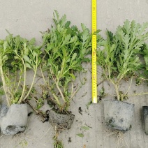 贵州木春菊直销贵州苗木基地各类规格木春菊