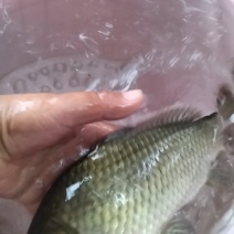 鲫鱼