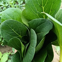 菜苔，种植基地，货真价实